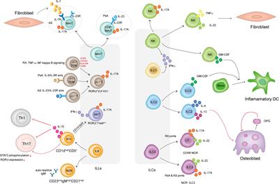 Innate Lymphocytes in Inflammatory Arthritis